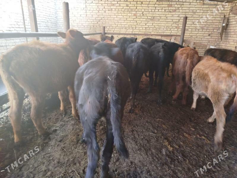 unajynlar - Türkmenabat - img 4