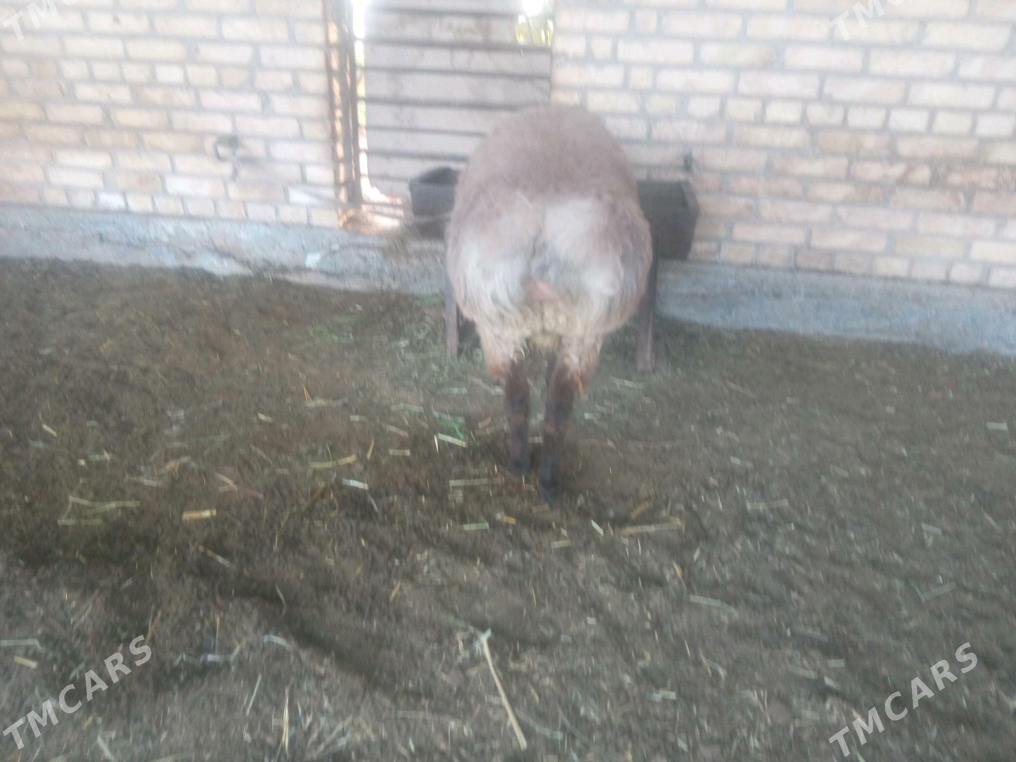 goc - Чарджоу - img 2