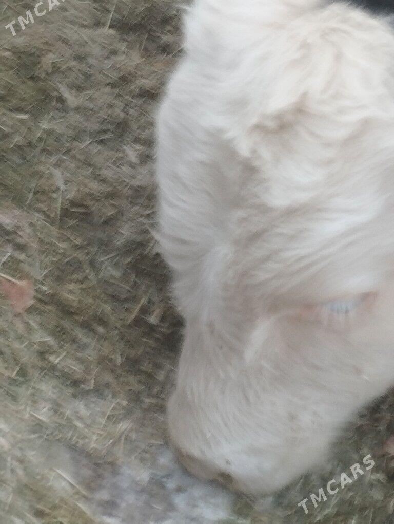 От овейан. - Достлук - img 5