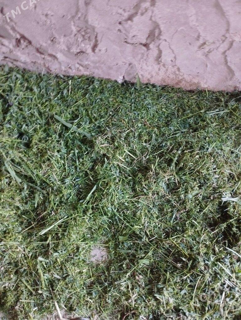 От овейан. - Достлук - img 6