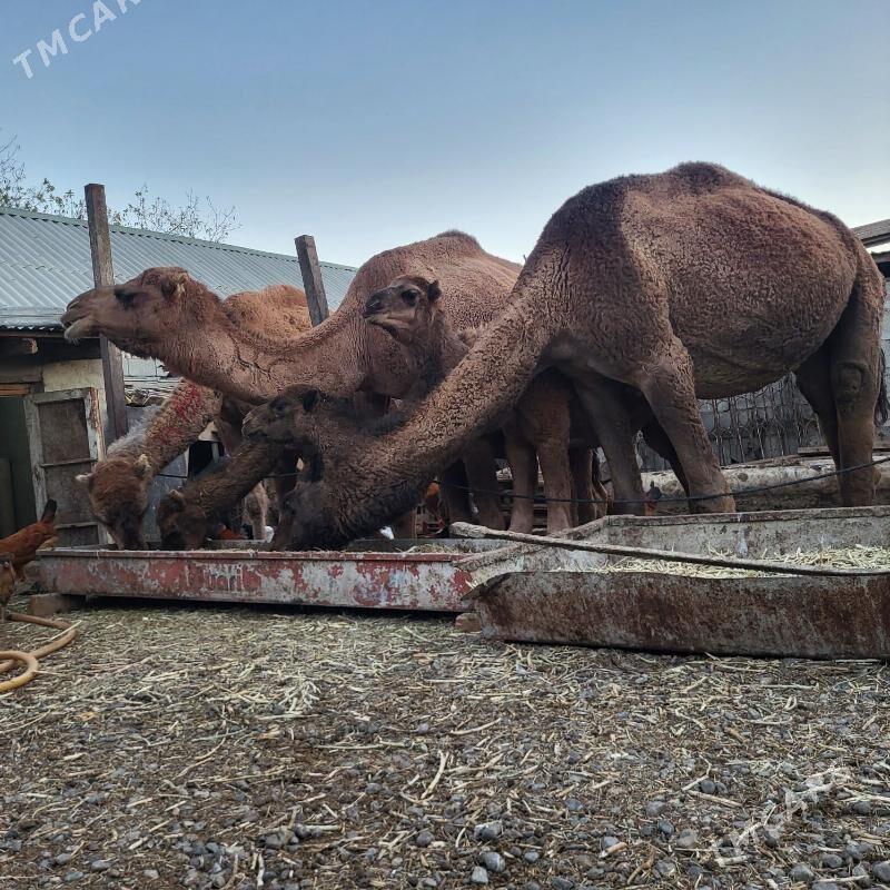 Toumly Dūye - Ашхабад - img 2