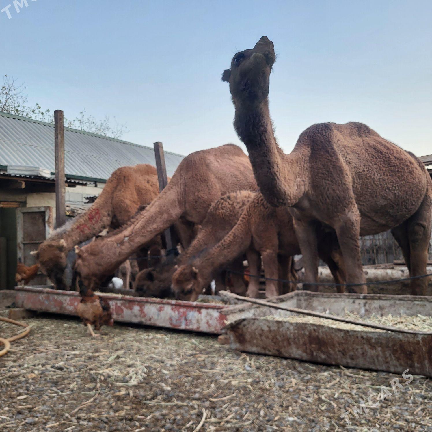 Toumly Dūye - Ашхабад - img 3