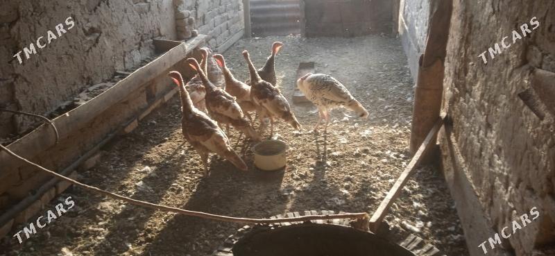 induk - Сакар - img 2