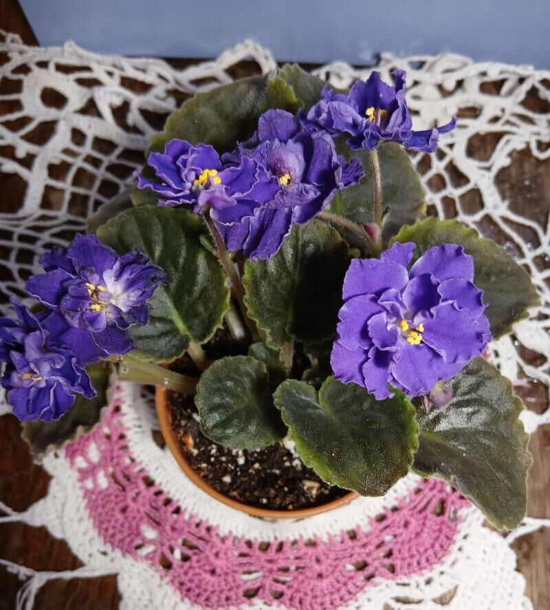 Сортовые фиалки - Aşgabat - img 2