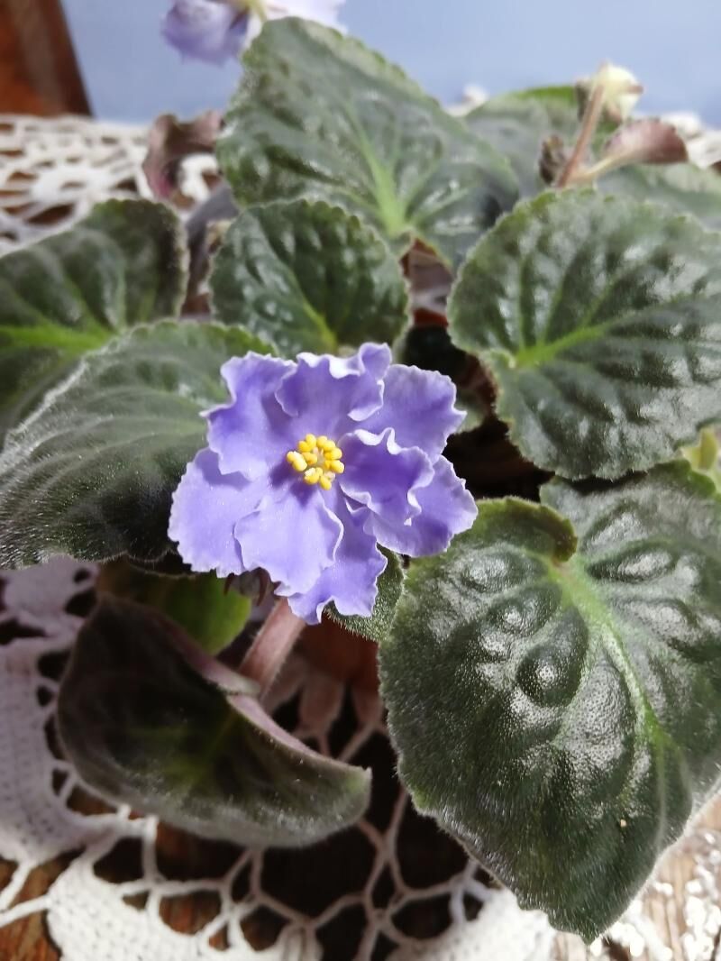 Сортовые фиалки - Aşgabat - img 5