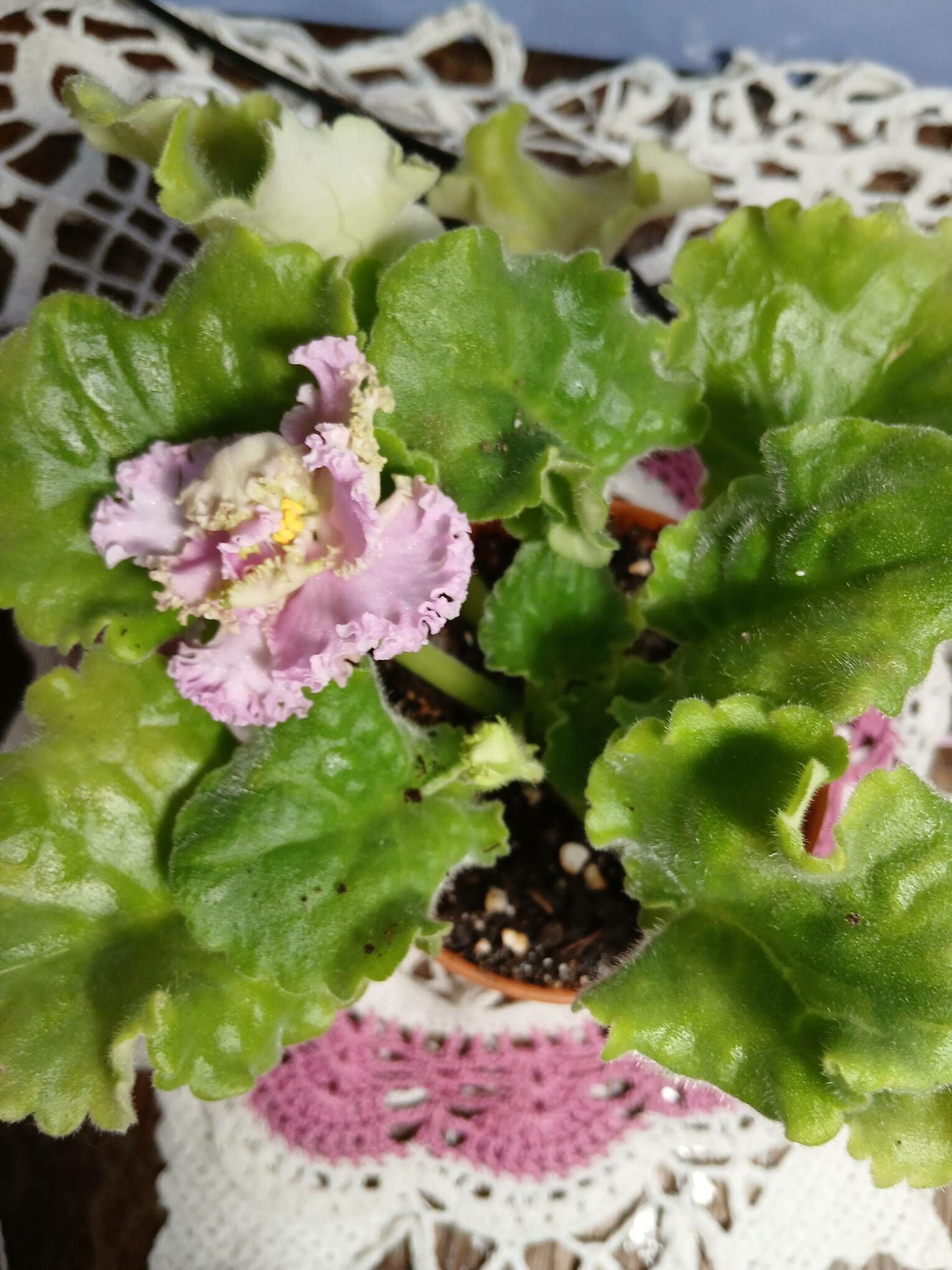 Сортовые фиалки - Aşgabat - img 6