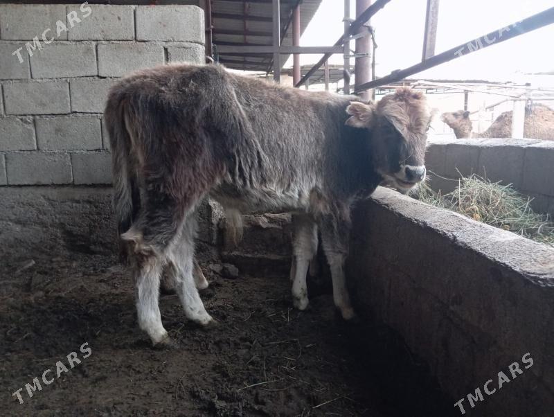 öküzler - Бузмеин - img 1