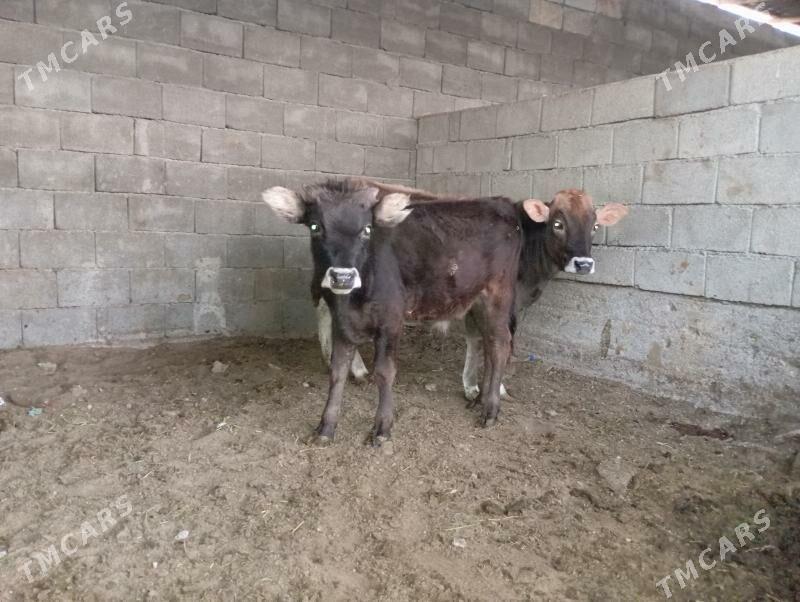 öküzler - Бузмеин - img 4