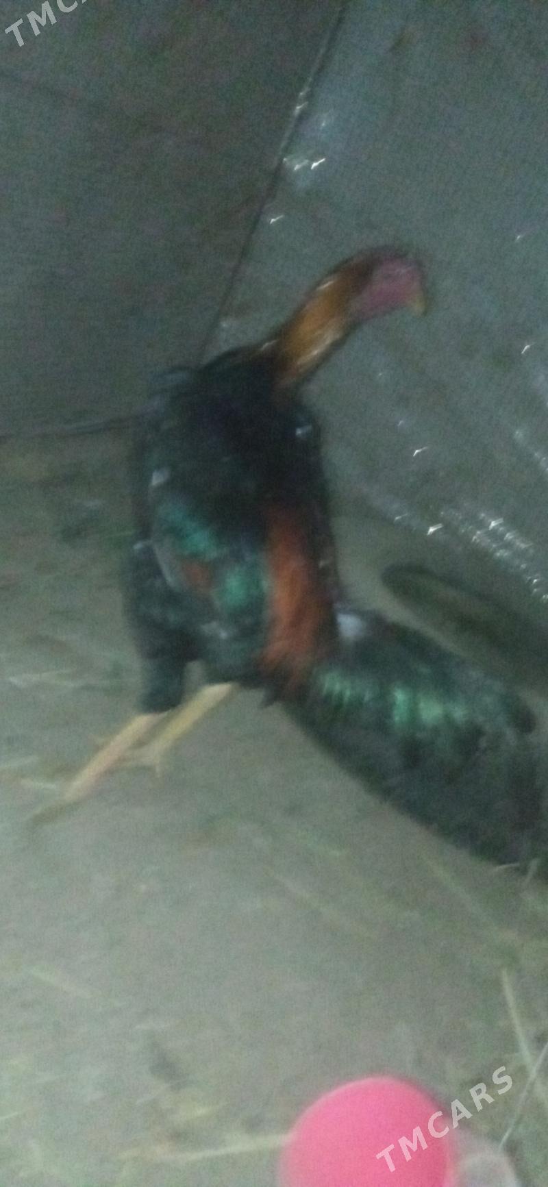 bayes juje - Çärjew - img 2