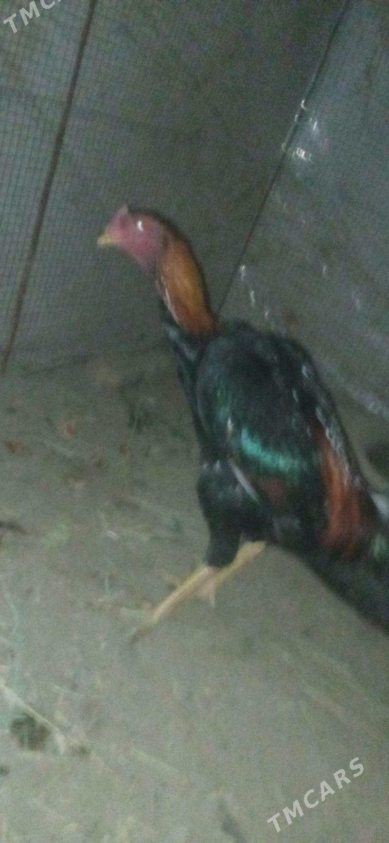 bayes juje - Çärjew - img 3