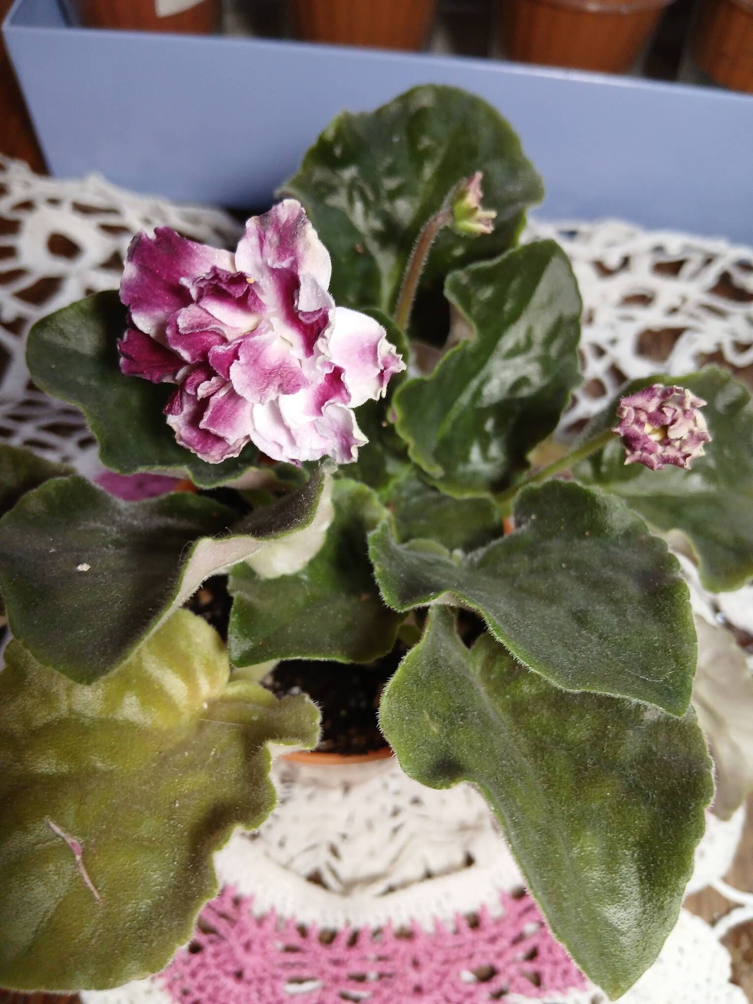 Сортовые фиалки - Aşgabat - img 3