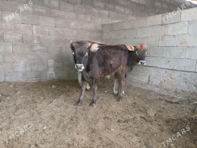 öküzler - Бузмеин - img 2