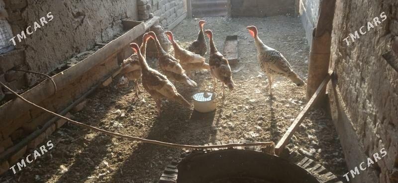 induk - Сакар - img 3