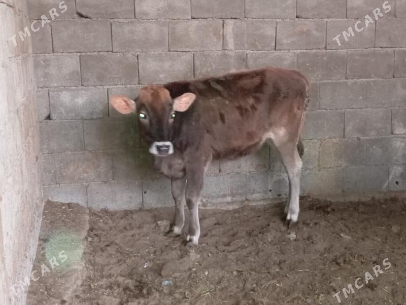 öküzler - Бузмеин - img 5