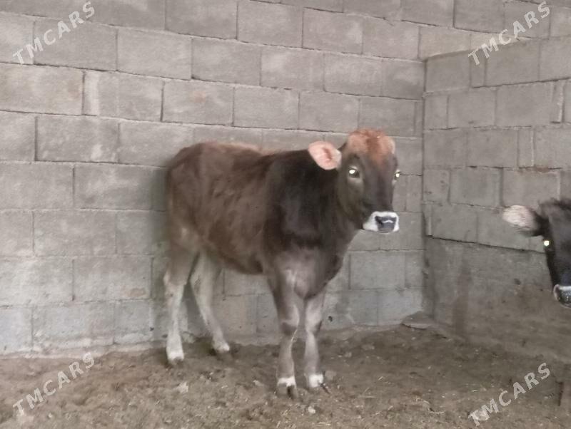 öküzler - Бузмеин - img 3