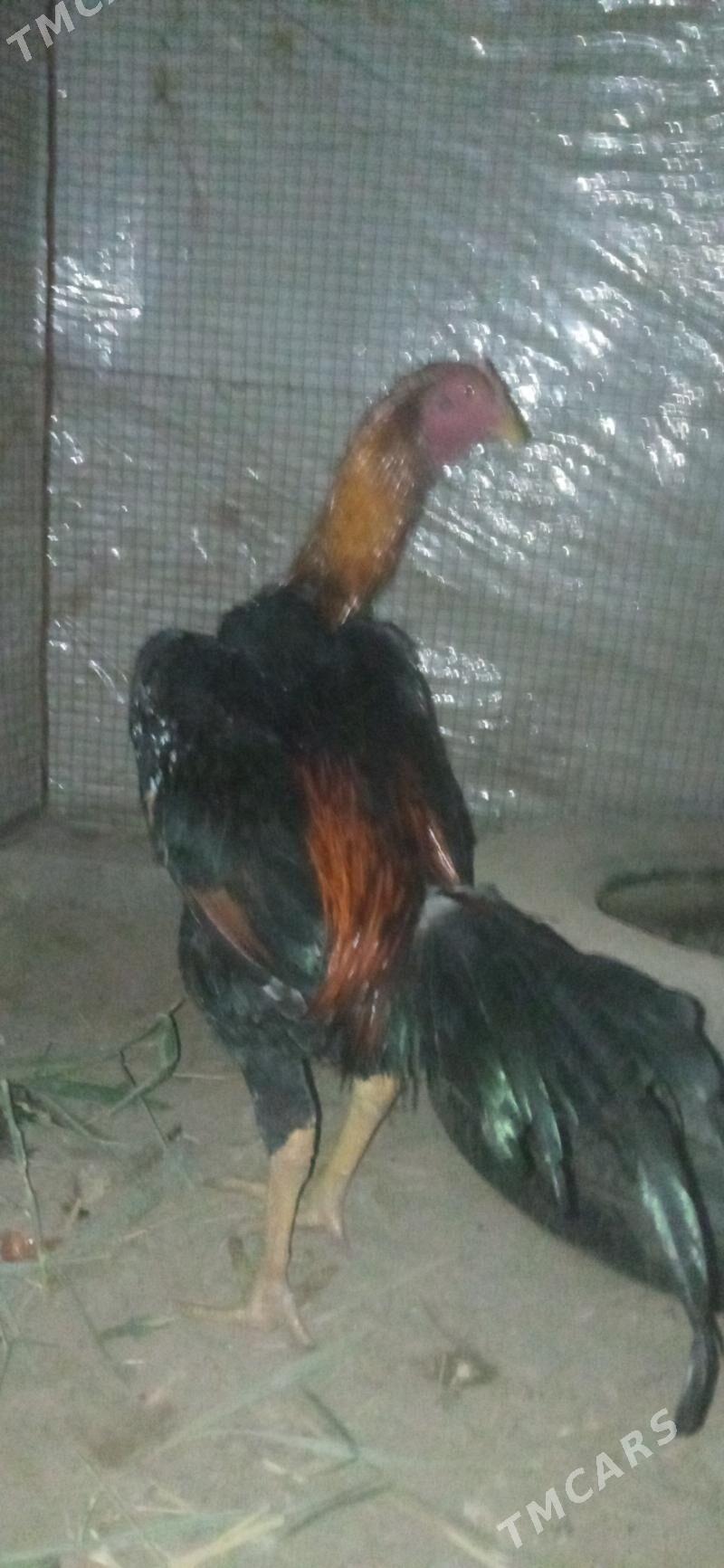 bayes juje - Çärjew - img 4