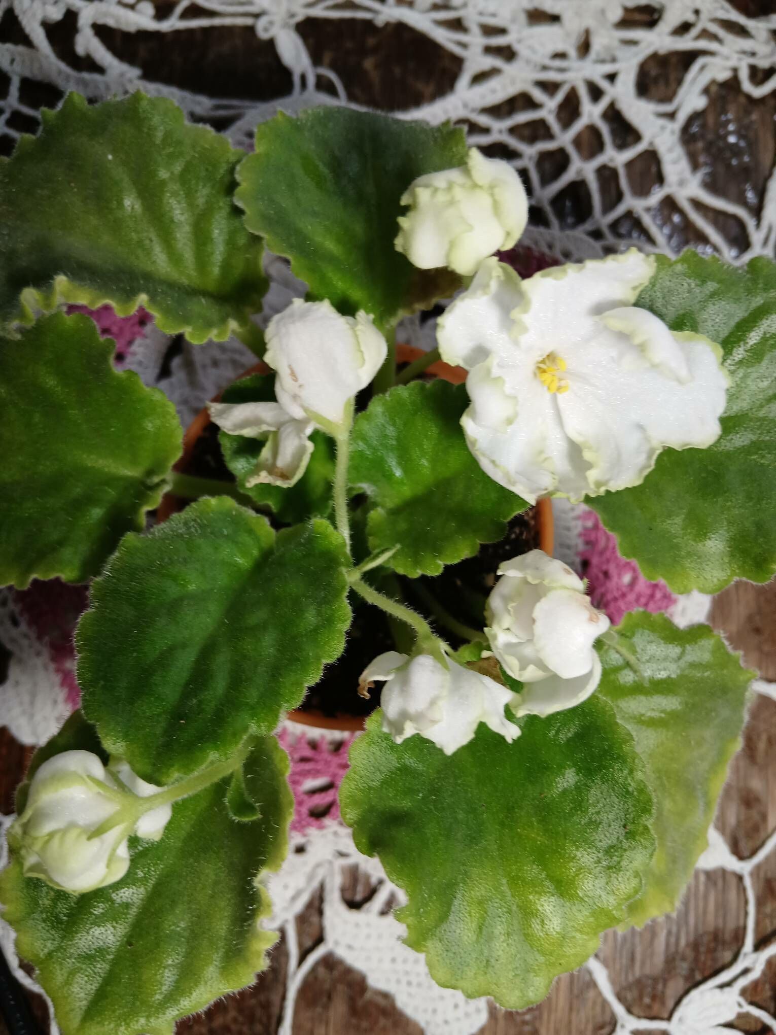 Сортовые фиалки - Aşgabat - img 8