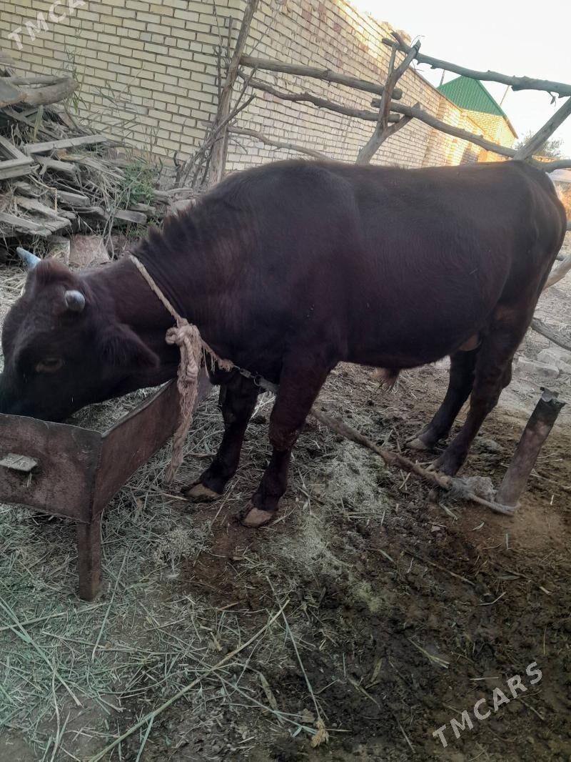 okuz - Babadaýhan - img 2