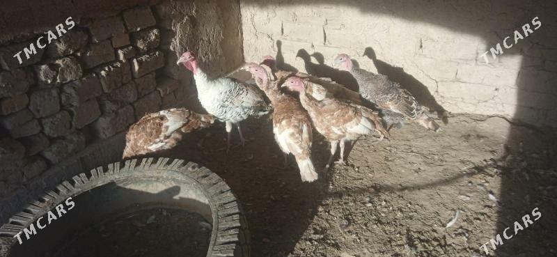 induk - Сакар - img 4