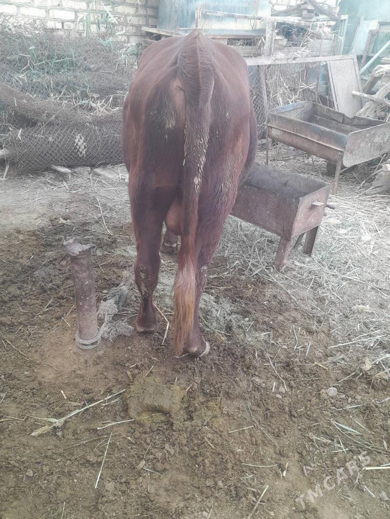 okuz - Babadaýhan - img 3