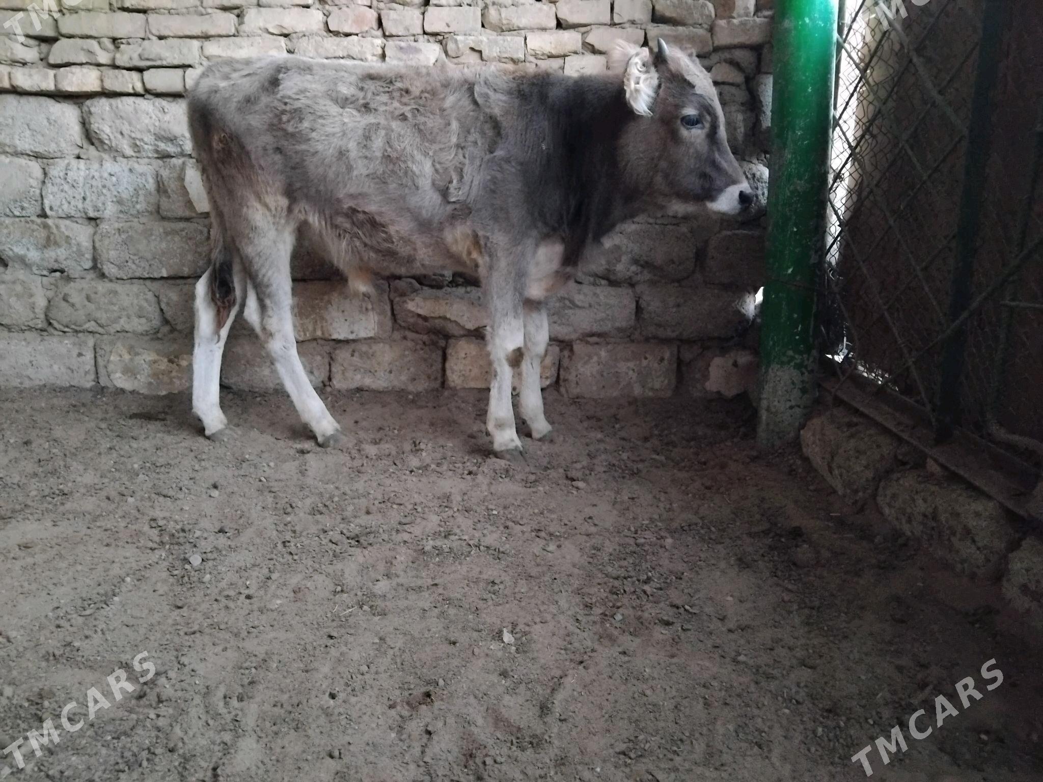 OKÜZ ŞWES - Ашхабад - img 2