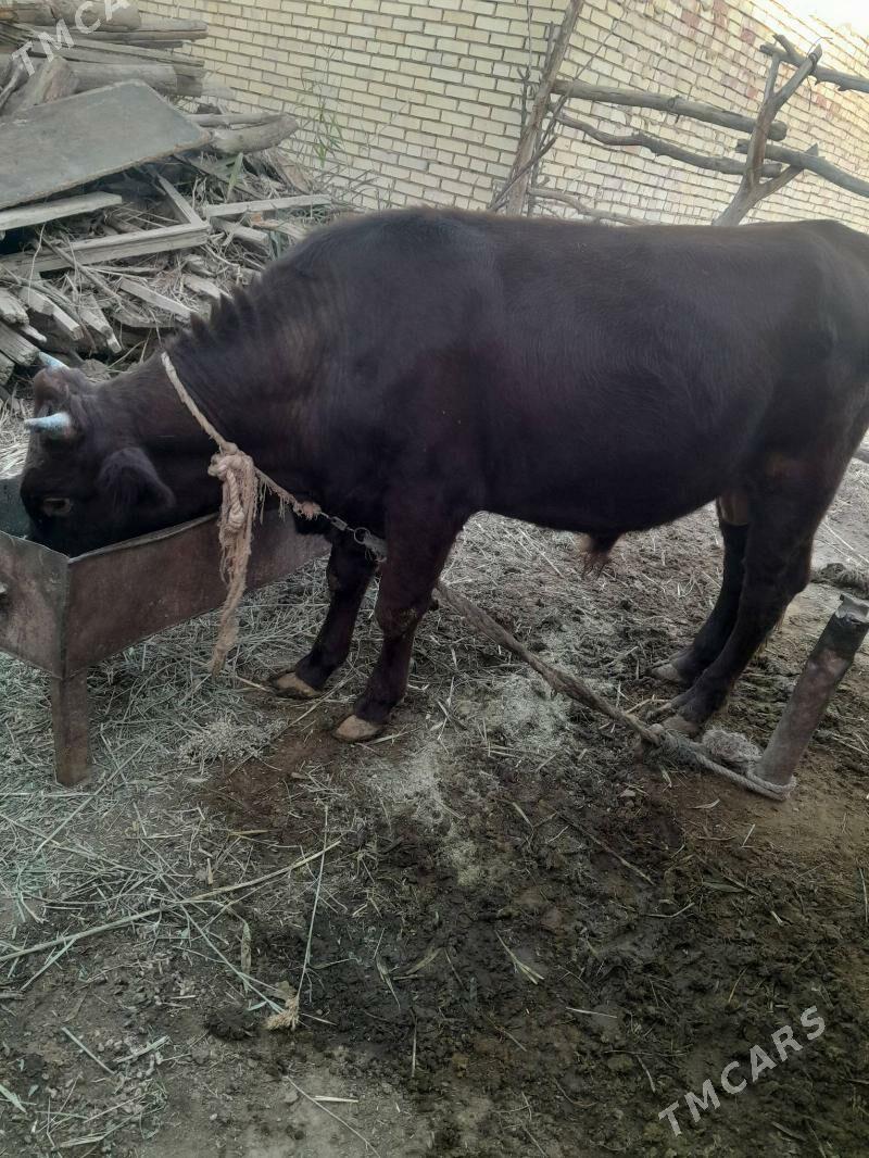 okuz - Babadaýhan - img 4