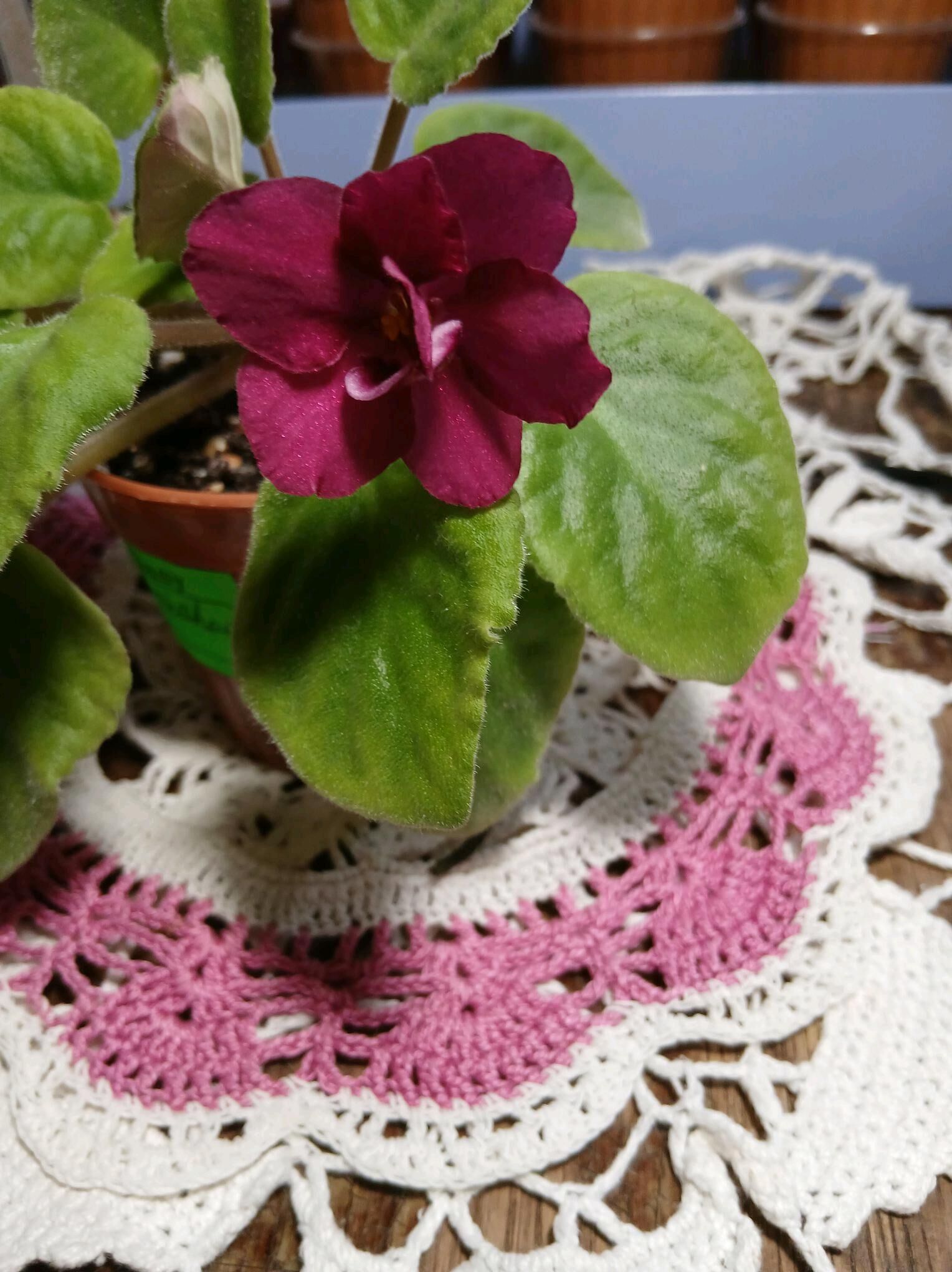 Сортовые фиалки - Aşgabat - img 4