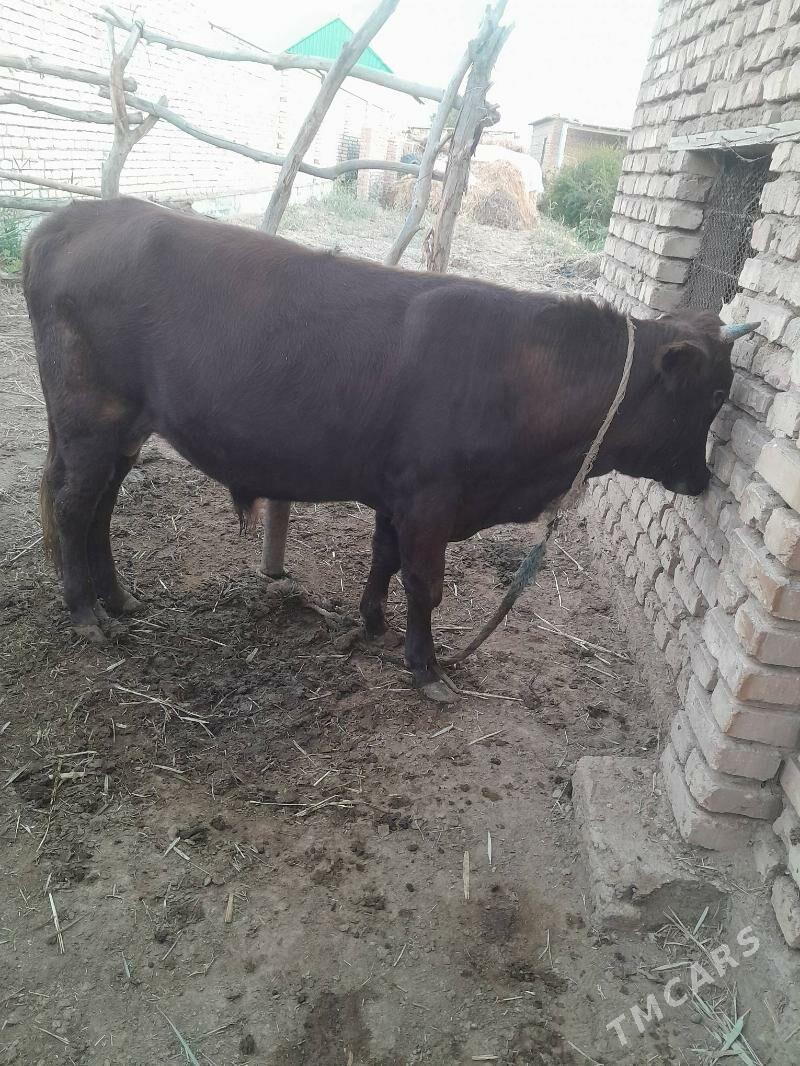 okuz - Babadaýhan - img 5