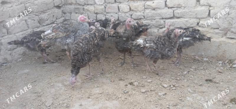 induk - Сакар - img 2