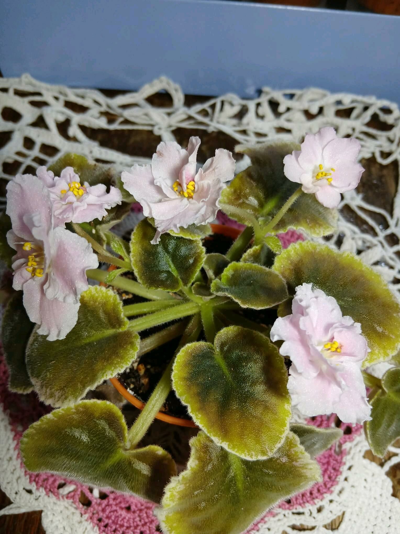 Сортовые фиалки - Aşgabat - img 7