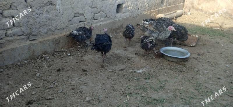 induk - Сакар - img 3