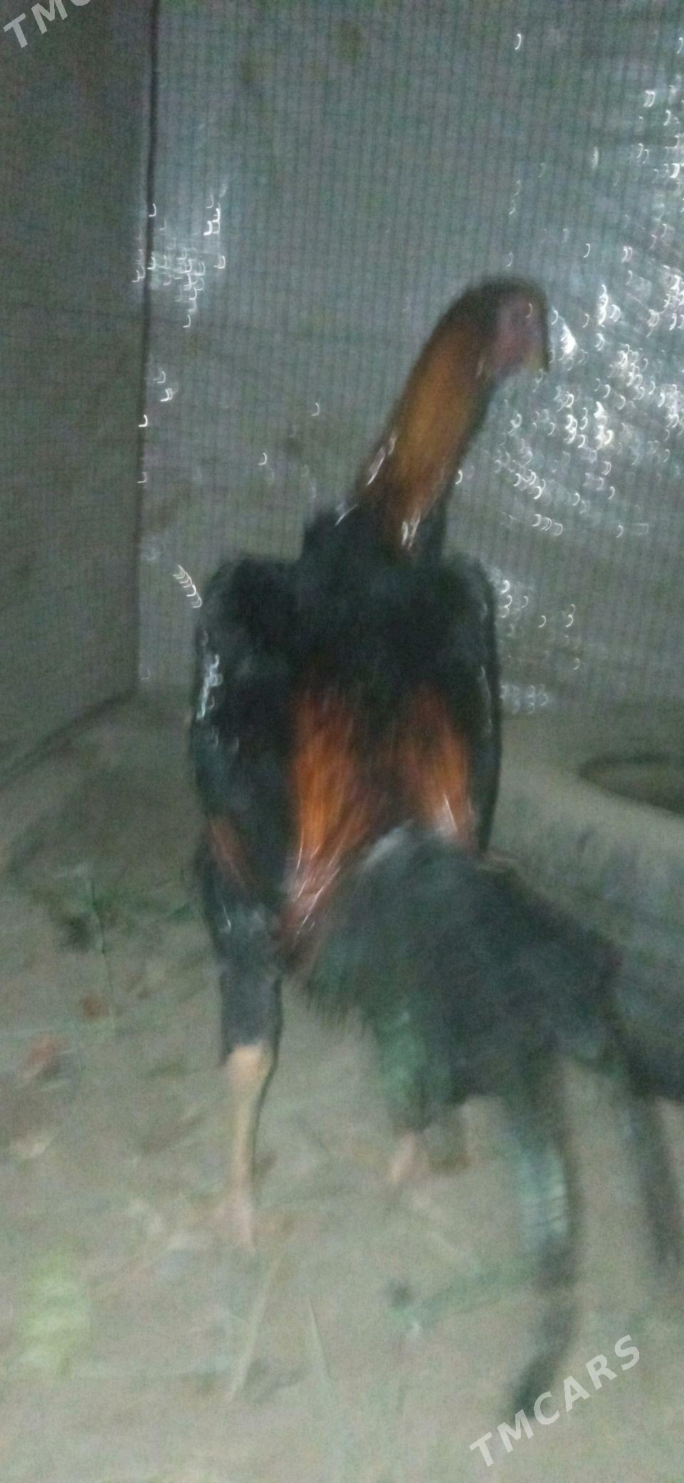 bayes juje - Çärjew - img 5