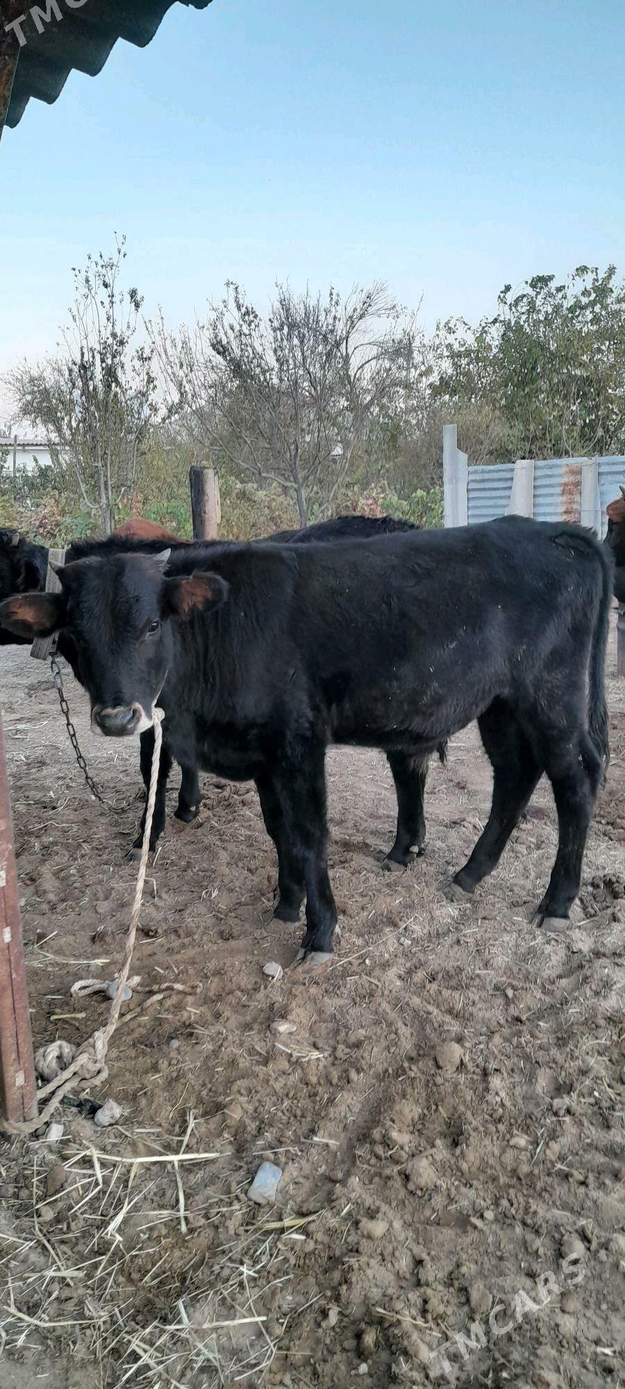 Öküz - Бабадайхан - img 3