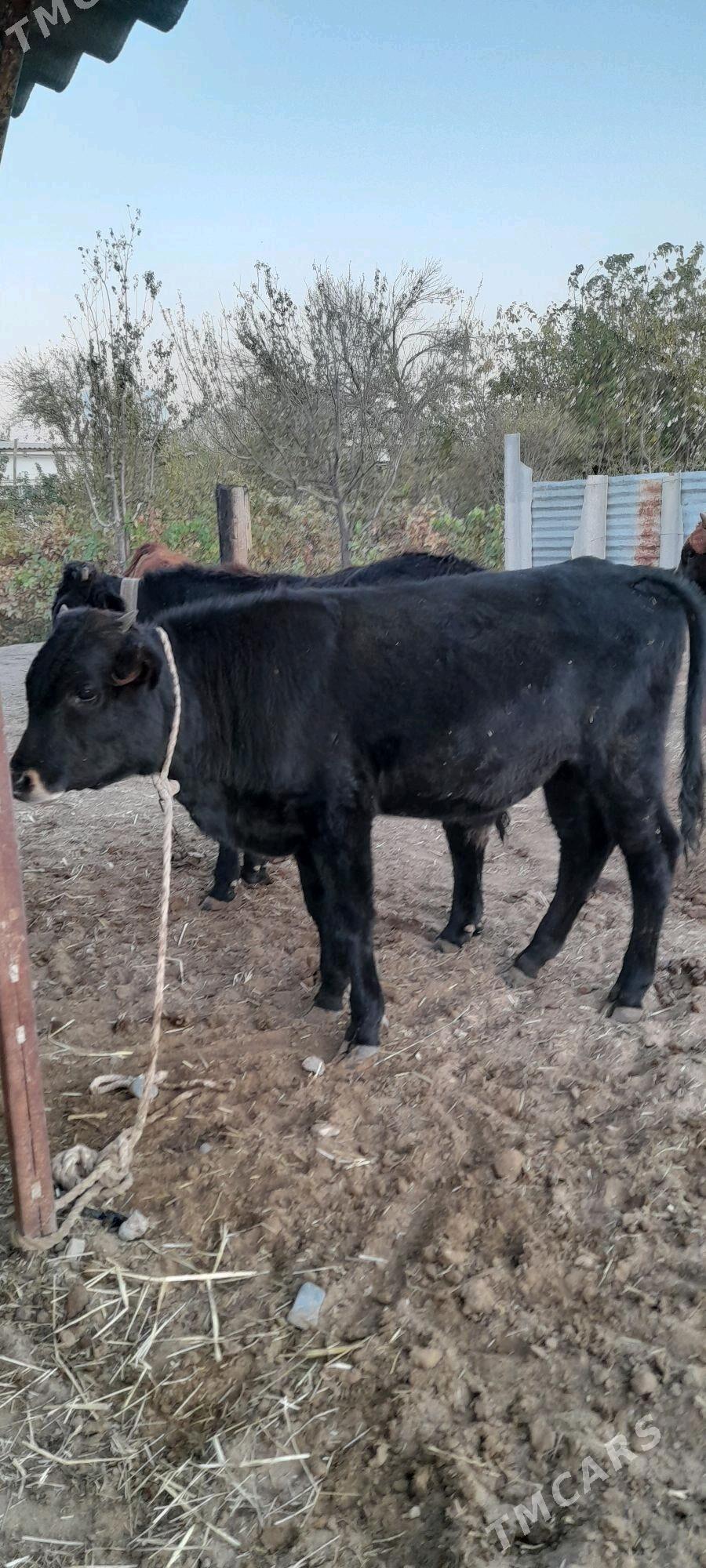 Öküz - Бабадайхан - img 2