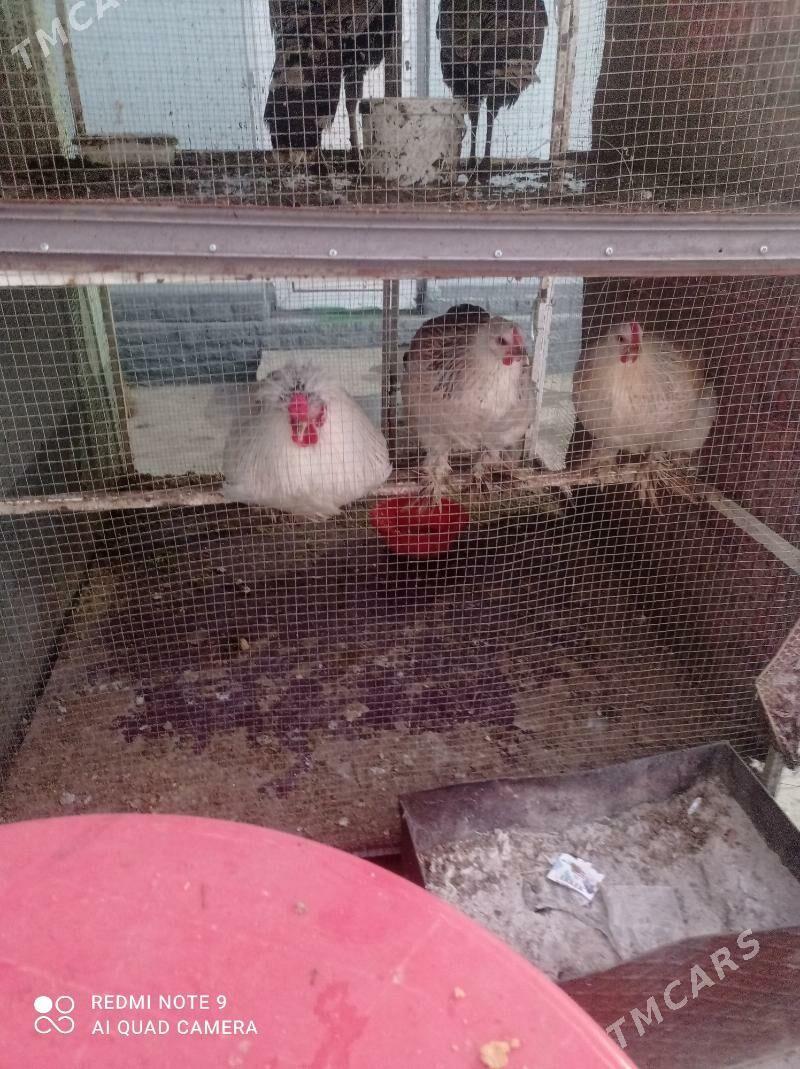 Towuk - Hitrowka - img 2