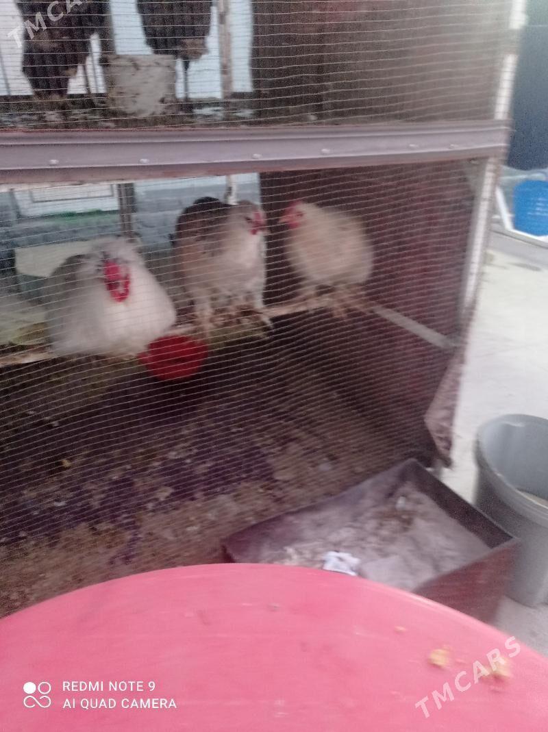 Towuk - Hitrowka - img 3