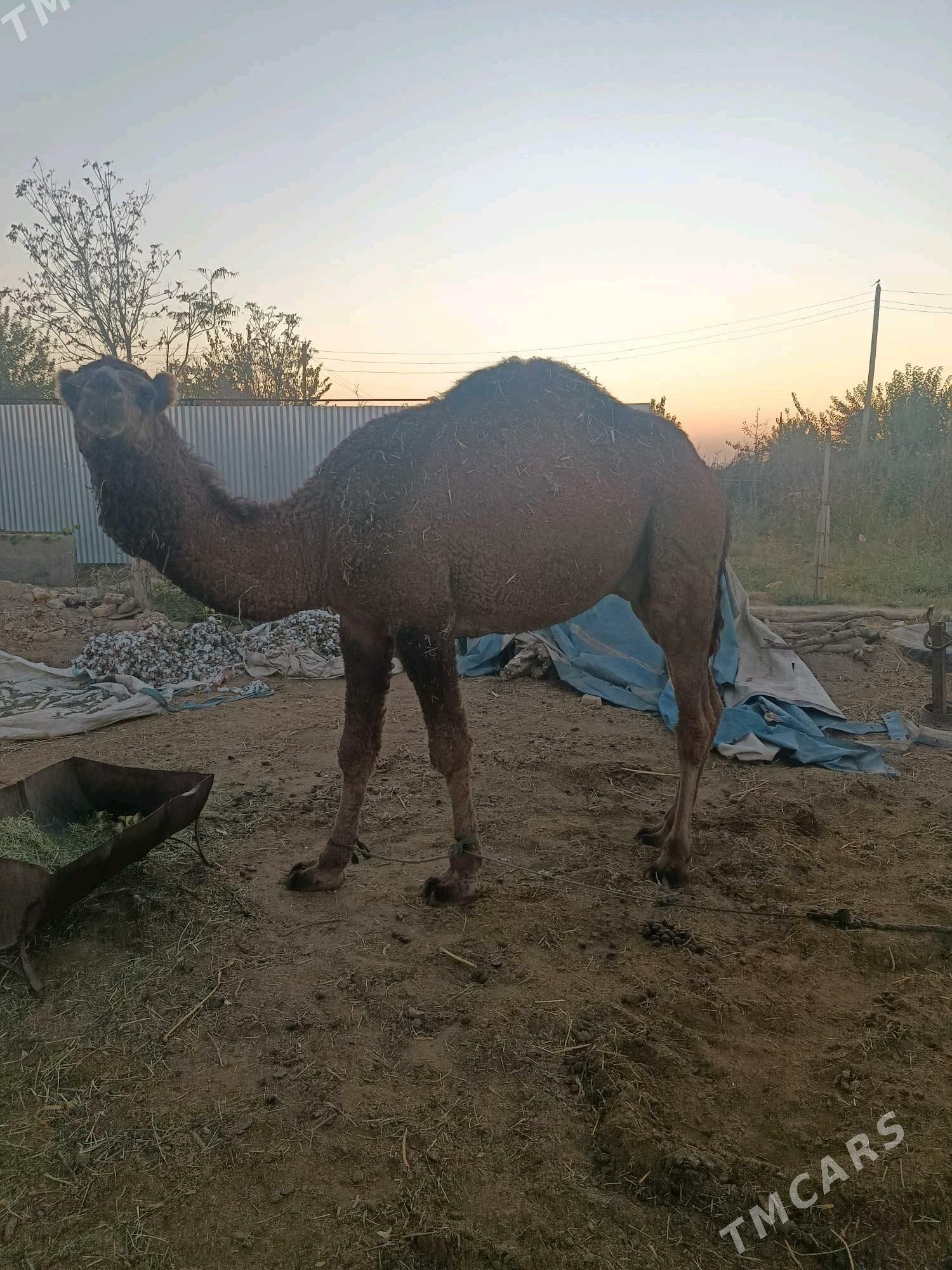 Ogşuk - Sakarçäge - img 2