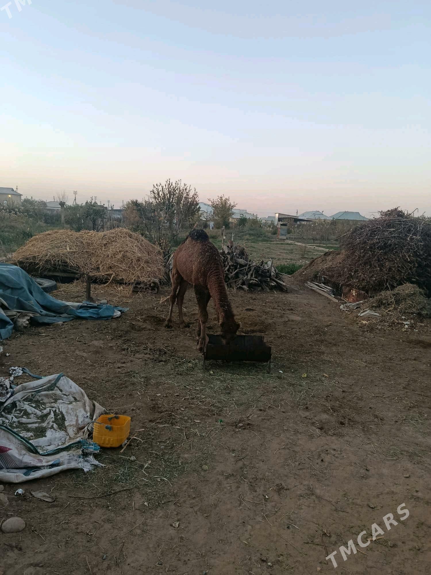 Ogşuk - Sakarçäge - img 3