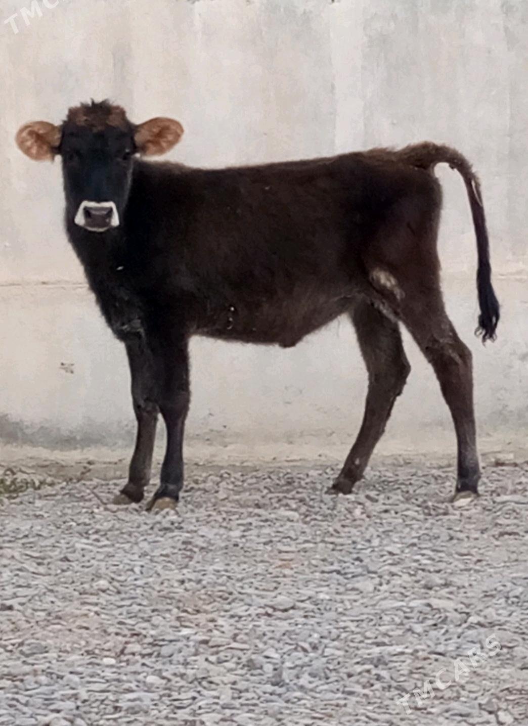 ŞWES TÜWE - Гёкдепе - img 1