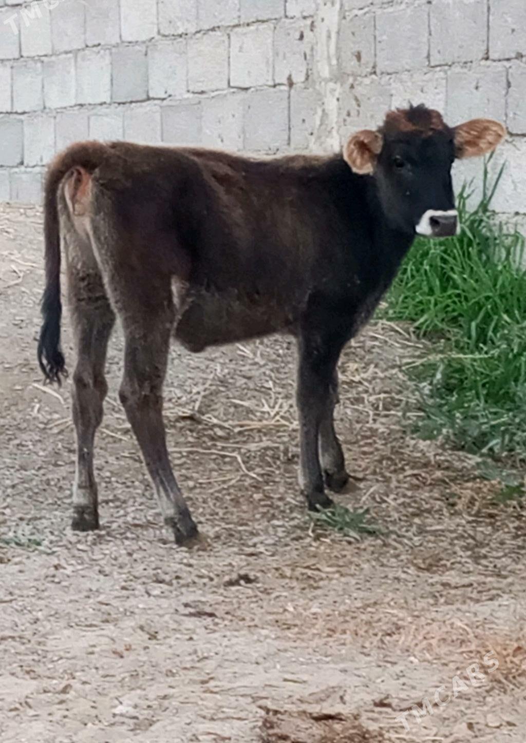 ŞWES TÜWE - Гёкдепе - img 4