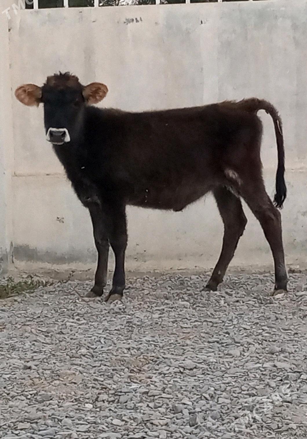 ŞWES TÜWE - Гёкдепе - img 3