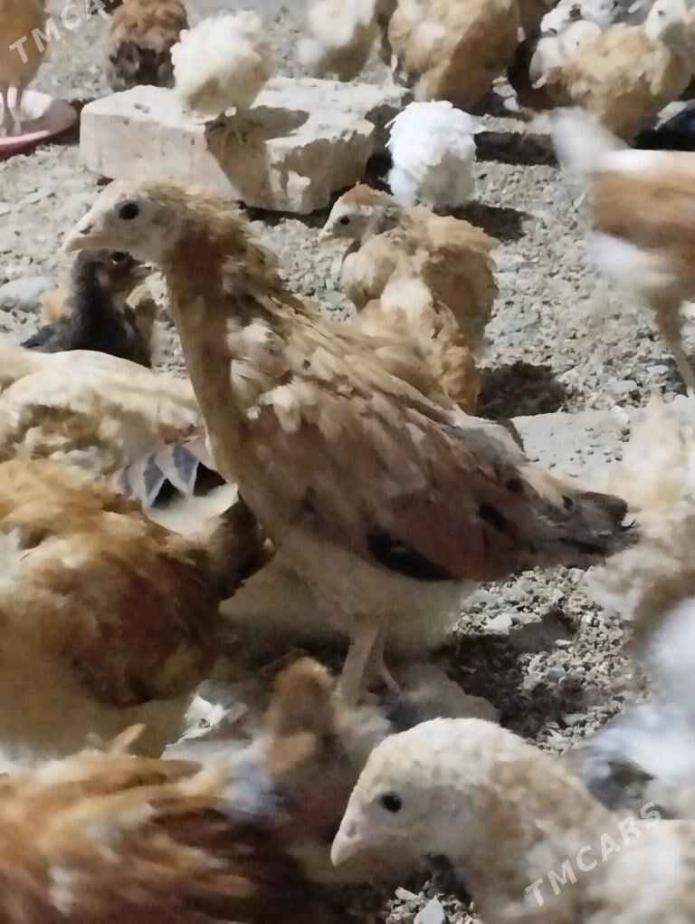 2ay bolan juyjeler - Gökdepe - img 2