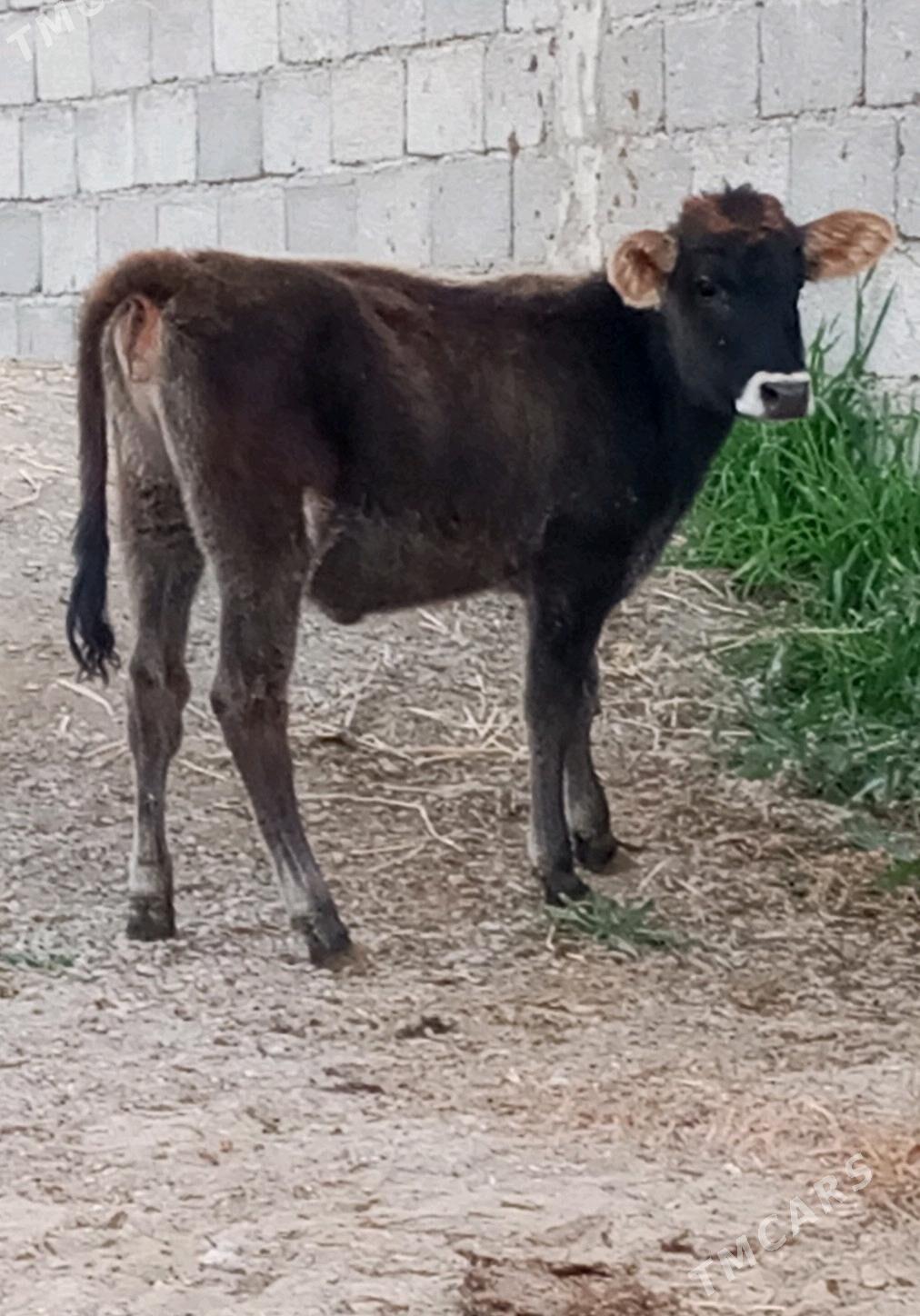 ŞWES TÜWE - Гёкдепе - img 2