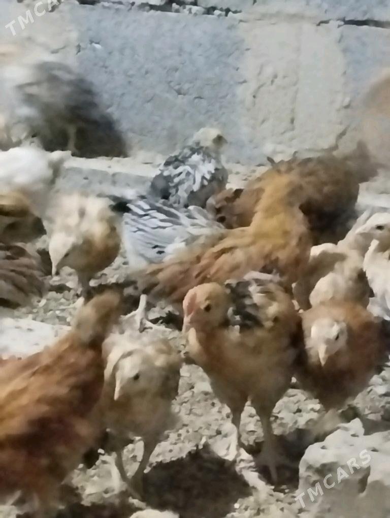 2ay bolan juyjeler - Gökdepe - img 1