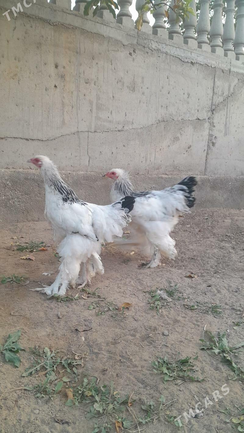 brama - Балканабат - img 2