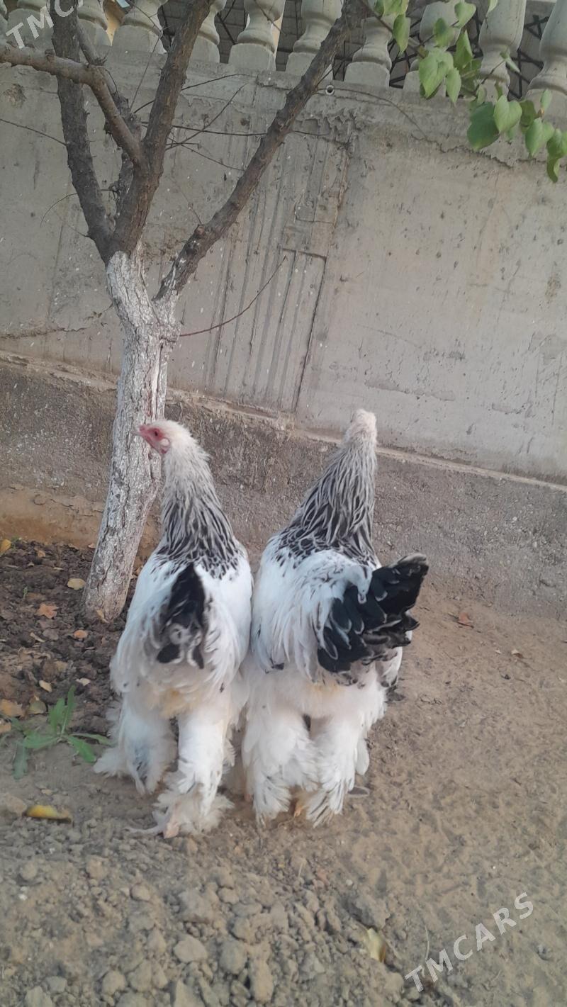 brama - Балканабат - img 3