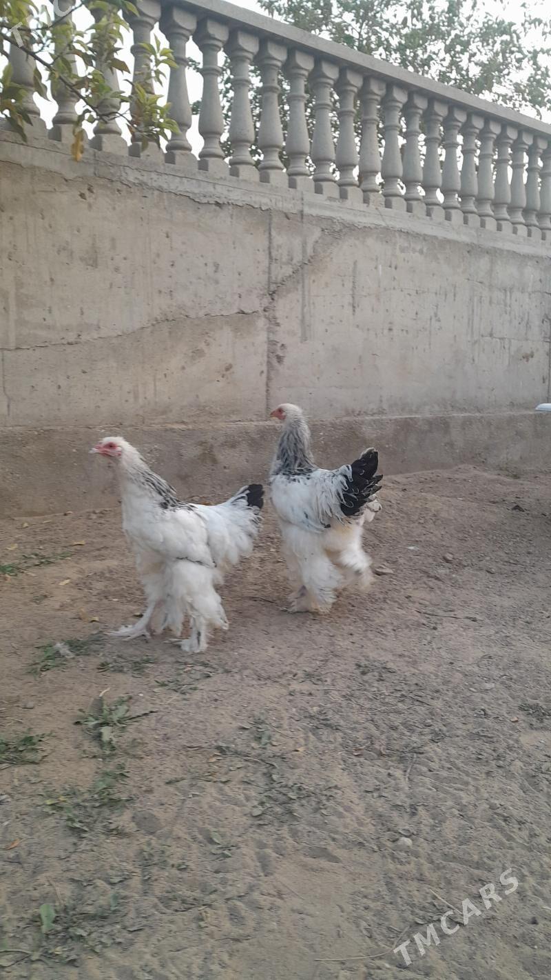 brama - Балканабат - img 1