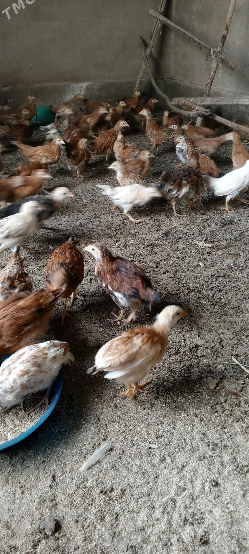 Towuk Jüýje - Теджен - img 2