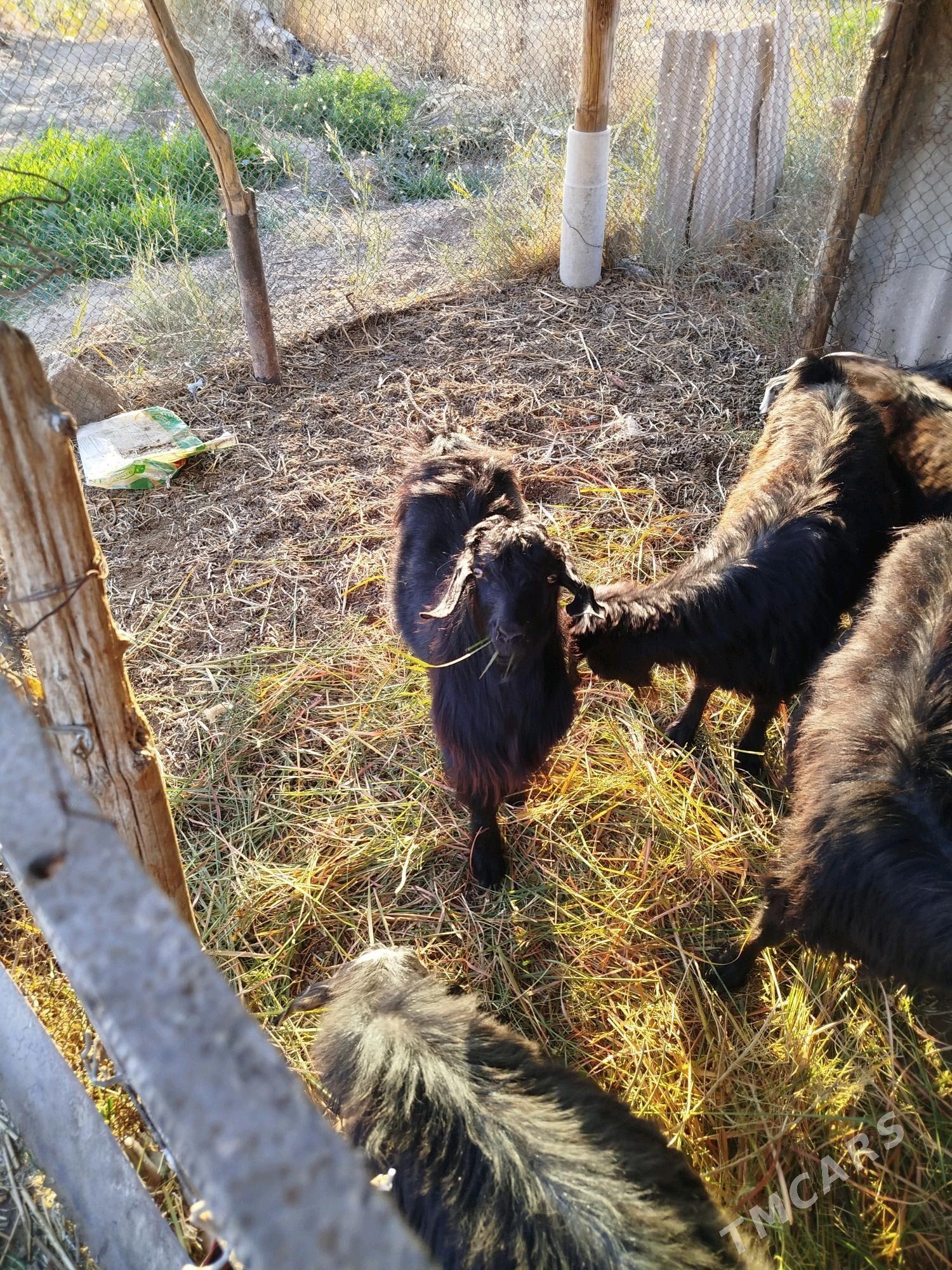 geci - Бабадайхан - img 3