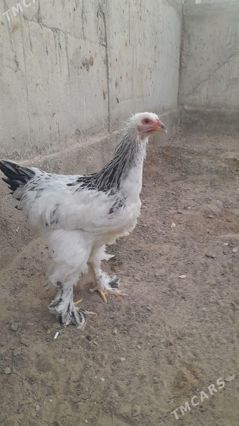 brama - Балканабат - img 4